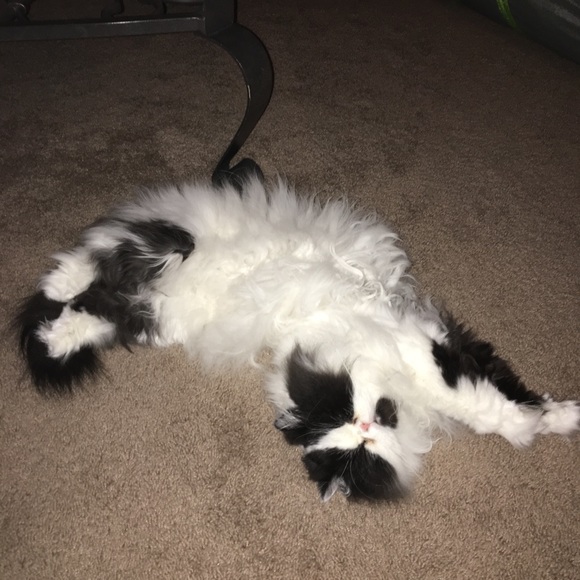 Meet your Posher, Wendy - Picture 4 of 8